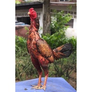 Telur Ayam Bangkok Bulbi Ori Fertil Buat di Tetaskan