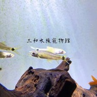 小猴飛狐