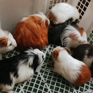 guinea pig marmut lokal variasi