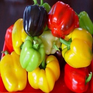 เมล็ดพันธุ์ พริกหวานหลากสี 100เมล็ด อัตราการงอก95% ปลูกง่าย เมล็ดคุณภาพ Colorful Sweet Pepper Seeds 