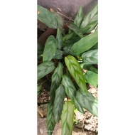 CALATHEA 5 LIVE PLANTS