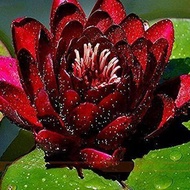 เมล็ดบัว Lotus 5 เมล็ด ดอกสีแดง เข้ม ดอกใหญ่ ของแท้ 100% เมล็ดพันธุ์ Home Garden Seedsบัวดอกบัว ปลูกบัว เม็ดบัว สวนบัว บัวอ่าง Lotus seeds.