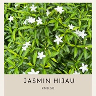 pokok bunga jasmin hijau