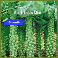 Benih Kubis Mini Bibit Unggul Pilihan (15 biji)