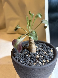 紫背 美尻厚敦菊 塊根植物 多肉植物 Succulent Plant