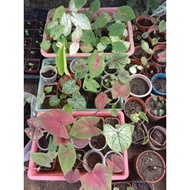 Bunga Keladi / Caladium