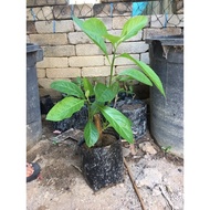 ketum cina / pokok bismillah (anak pokok)