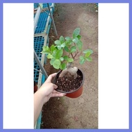 ✁ ♈ ⁑ PINK CONGO PHILODENDRON LIVE PLANT