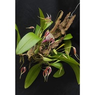 Bulbophyllum blumei Orchid Bulbo Orkid