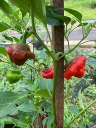 Cây ớt Jamaica red