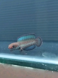 channa Andrao 5-6 cm