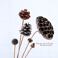 Ready stock mini Pinecone Natural Dried Flowers Photography Home Decor Potted Plant Scrapbook Nut Pi
