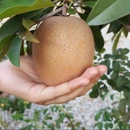 Pokok ciku Mega Hybrid
