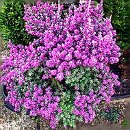 (GG Real Plant) texas sage  leucophyllum frustescens cenizo barometer bush silverado ranger outdoor 