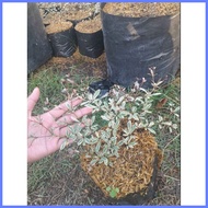 ✻ ◪ ♀ VARIEGATED AFRICAN TALISAY PLANT (SMALL)