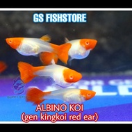 GUPPY ALBINO KOI ( gen king red ear)