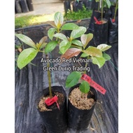 POKOK ALPUKAT / AVOCADO RED VIETNAM, YELLOW VIETNAM, RORO, SAB 034, QAV 1, AJS, NIKOL & SWY 02
