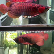 Arwana Super Red 50cm I Tiaw Lung