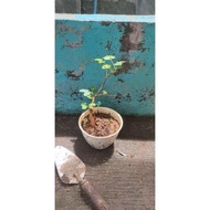 Bonggolan Bonsai Putri Malu