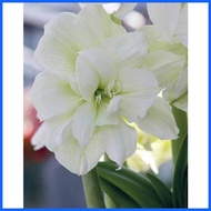 ◭ ☽ ◴ AMARYLLIS PLANT BULB