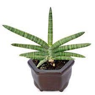 Sansivera sansevieria Boncel Green Sanseviera sanse sansevieria lidah mertua boncel mini