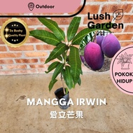 Anak Pokok Mangga Irwin / Mangga Erwin / Mango 爱文芒果 Anak Pokok Hidup Buah Fruit Tree Outdoor Live Pl