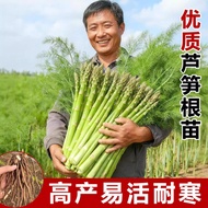 Hot-selling Fast Shipping Four Seasons Asparagus Root Seedlings with Soil 5 Years Asparagus Seedling