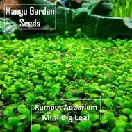 *Fast Germination* Aquarium Water Plant Seeds - 10g Biji Benih Tumbuhan Akuarium - Mango Garden Seeds