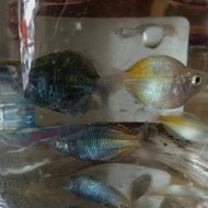 Ikan Rainbow Boesemani Balon