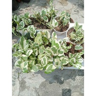 NJOY POTHOS/MONEY PLANT DLM POT