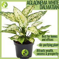 [LOCAL SELLER - Live Plant] Aglaonema White Dalmatian Houseplant Outdoor Indoor Plant Potsize 11 cm