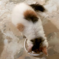 #8 - Open Adopt - Kitten / Anak Kucing - Persia Bukan Anggora - Lucu