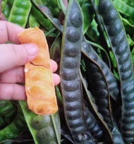 PETE SEGAR SUPERAN ISI 10 PAPAN/PETE SEGAR BERKUALITAS/JURAGAN PETE BIANG/PETE TUA SUPER/PETAI SEGAR