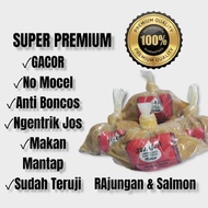 umpan jadi super premium, umpan juara super premium Untuk Lomba Mancing ikan mas harian