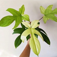 tanaman hias indoor Florida ghost mint/kuku bima