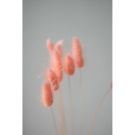 Lagurus pink muda / bunny tail / bunga kering