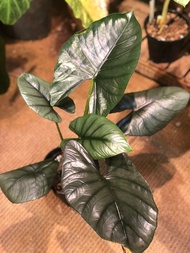 Alocasia bisma 俾斯瑪海芋