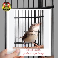 burung ciblek sawah jantan rajin bunyi mewah