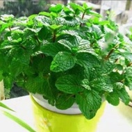 Seeds - Pudina |   Seed - Edible Mint |   flower seeds - Edible Mint Book