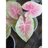 Caladium Cotton Candy - Cute and Fuss Free House Plant