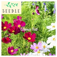 Cosmos Tall Seeds | Cosmos bipinnatus