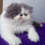 kucing persia peaknose