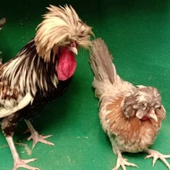 SEPASANG INDUKAN AYAM POLAND SIAP PRODUKSI