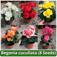 Rare Begonia Cucullata Flower Plant Seeds (8 Seeds) Benih Pokok Bunga Assorted Begonia Seeds Flower Seeds for Planting