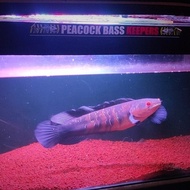 channa maru red barito 40 cm