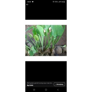 Gendot water hyacinth vegetable seeds ready to plant