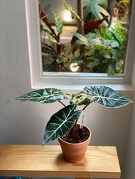 Alocasia 'Suhirmaniana' with pot