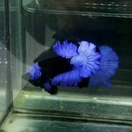 Ikan cupang hias biru hitam avatar blue black