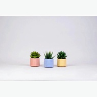 WHITE MINI POT + MINI CACTUS SUCCULENT | MINI POT HOME DECORATION POT | Wedding souvenirs