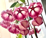 Hoya Archboldiana pink 鈴鐺毬蘭